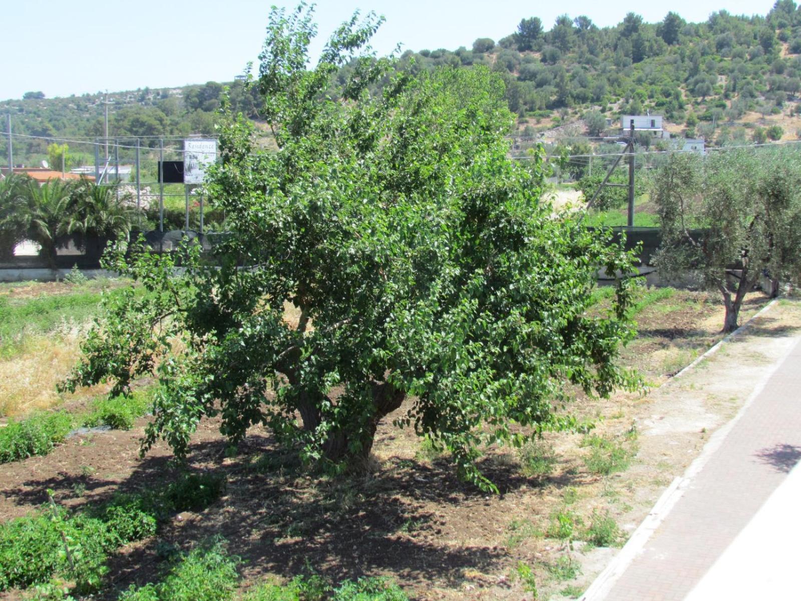 מלון ויאסטה Il Gelso Bianco מראה חיצוני תמונה